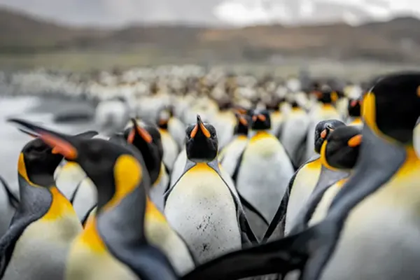 Walking among penguins
