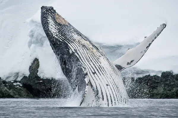 Whale season in Antarctica