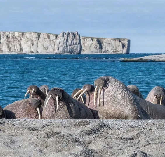 Моржи на Оранских островах